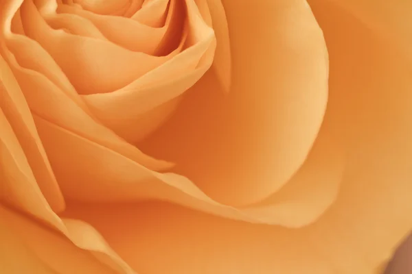 Оранжевый макро — стоковое фото