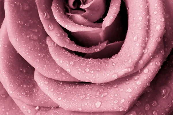 핑크 로즈 — 스톡 사진
