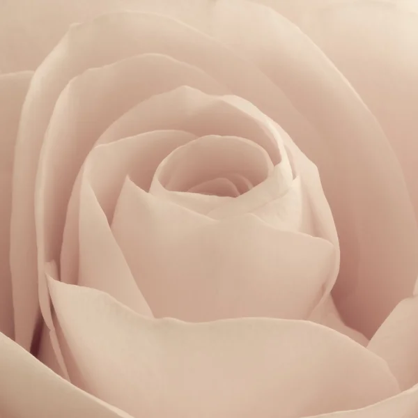 Троянди макросу — стокове фото