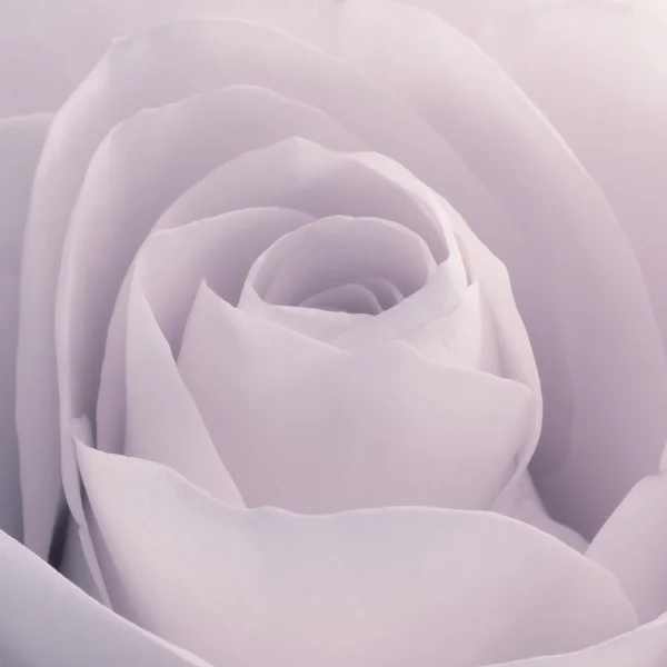 Rosa macro —  Fotos de Stock