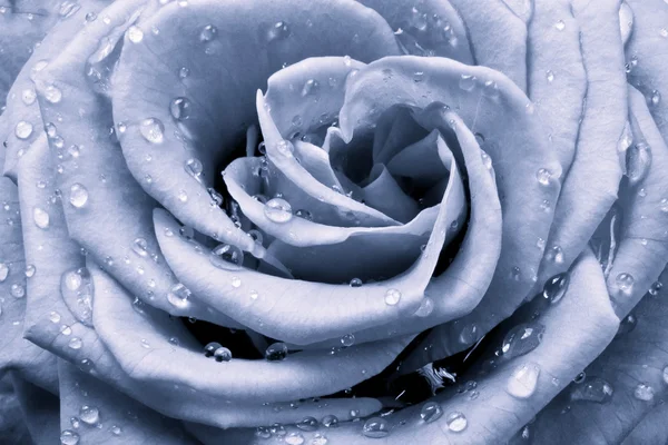 Синяя роза — стоковое фото