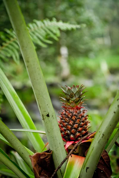 Wild pineapple — Stock Photo, Image