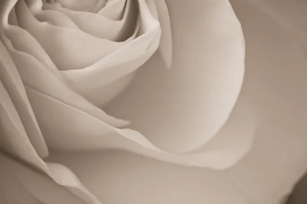 Λευκό τριαντάφυλλο μακροεντολή — Φωτογραφία Αρχείου