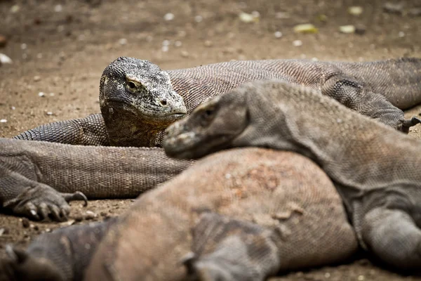 Stock image Komodo dragon in natural habitat