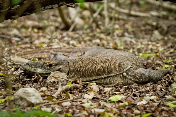 stock image Komodo dragon in natural habitat