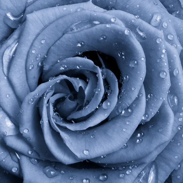 stock image Blue rose