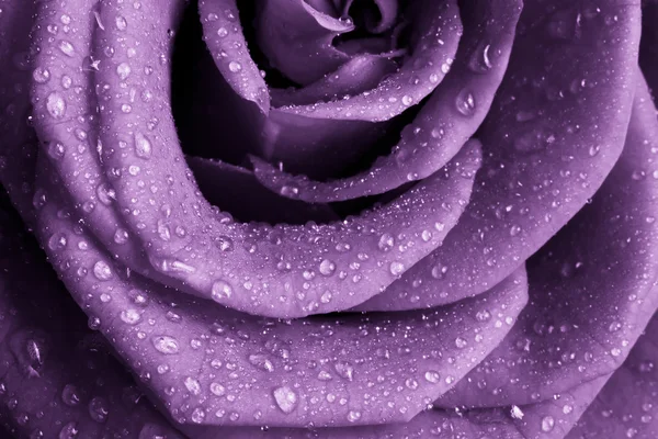 紫玫瑰 — 图库照片