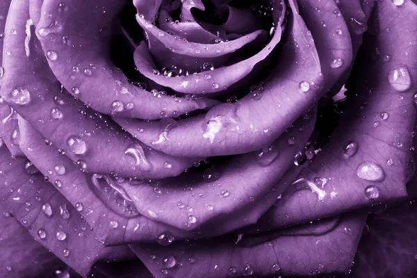 Rosa violeta — Foto de Stock