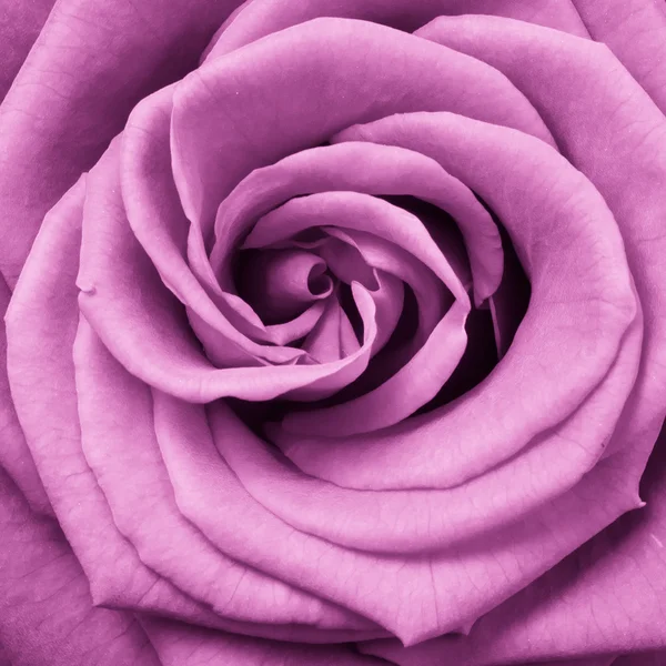 Розовая роза — стоковое фото
