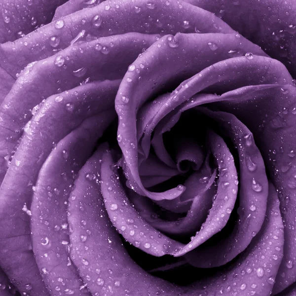 stock image Violet rose