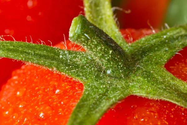 Tomaten-Nahaufnahme — Stockfoto