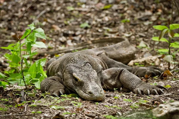 stock image Komodo dragon in natural habitat