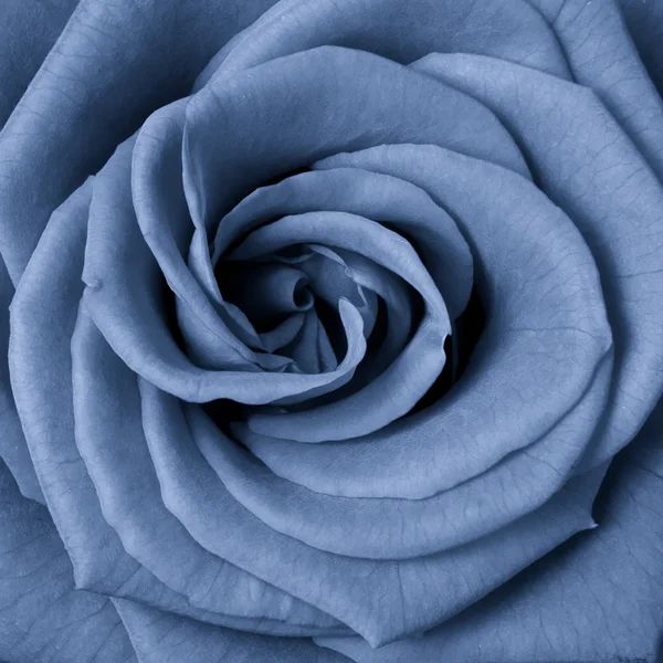 Blaue Rose — Stockfoto