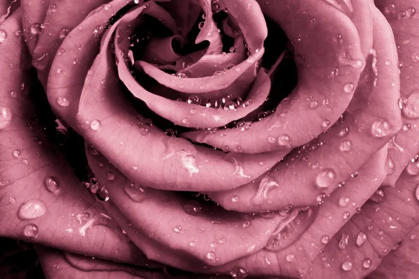 गुलाबी गुलाब — स्टॉक फोटो, इमेज