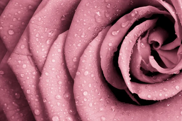 stock image Pink rose