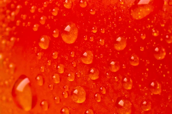 Pomidor zbliżenie — Zdjęcie stockowe