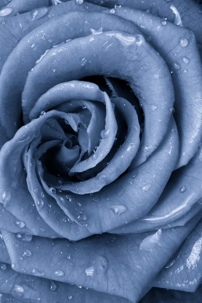 De blauwe roos — Stockfoto