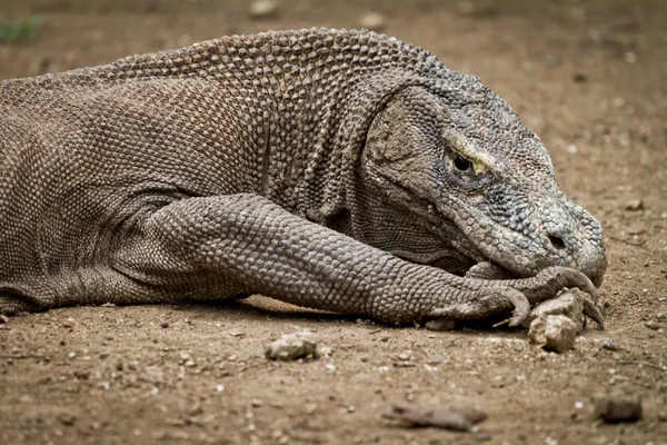 Stock image Komodo dragon in natural habitat