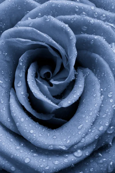 Modrá růže — Stock fotografie