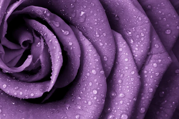 stock image Violet rose