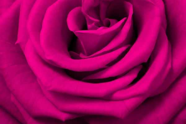 Rosa rosa —  Fotos de Stock