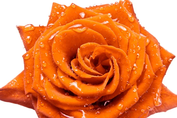 Narancssárga Rózsa주황색 로즈 — Stock Fotó