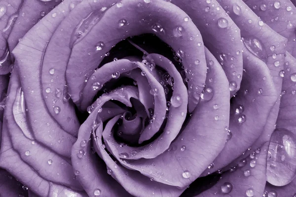 stock image Violet rose