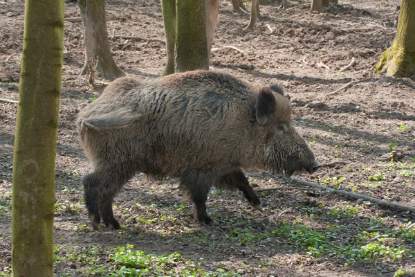 stock image Boar in the forest