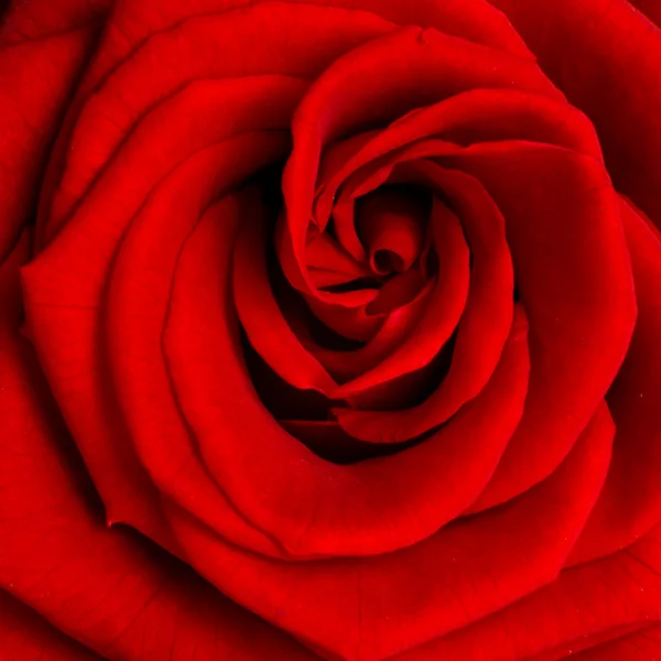 Red rose — Stock Photo, Image