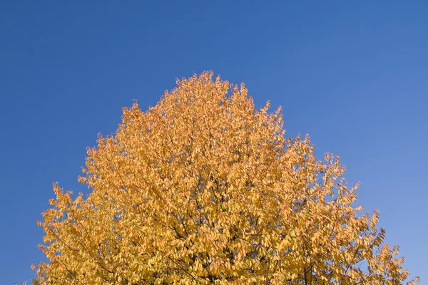 Autumn scenery — Stock Photo, Image