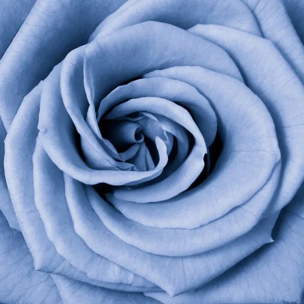 Blå rose – stockfoto