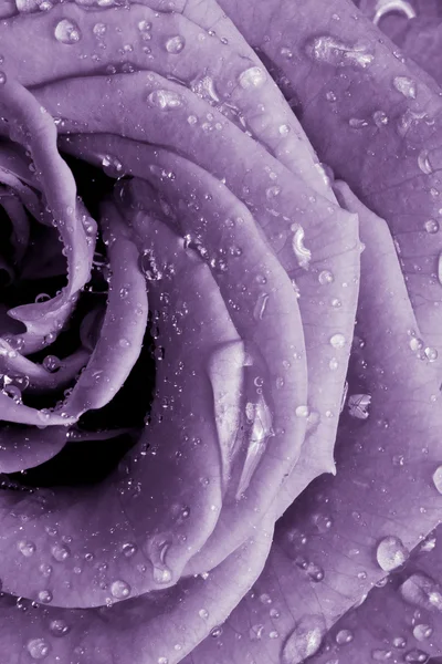 紫玫瑰 — 图库照片