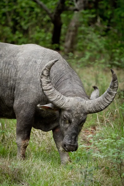 stock image Water buffalo