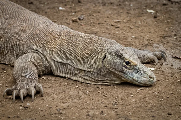 Stock image Komodo dragon in natural habitat