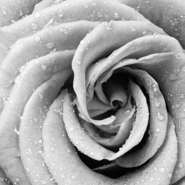 Hvid rose - Stock-foto