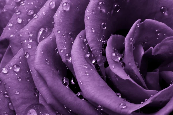 Violetti ruusu — kuvapankkivalokuva