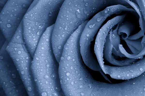 Μπλε τριαντάφυλλο — Φωτογραφία Αρχείου