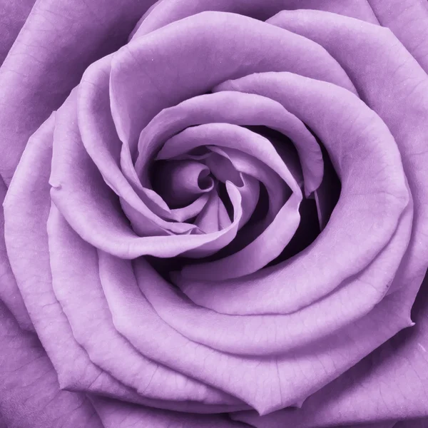Βιολετί τριαντάφυλλο — Φωτογραφία Αρχείου