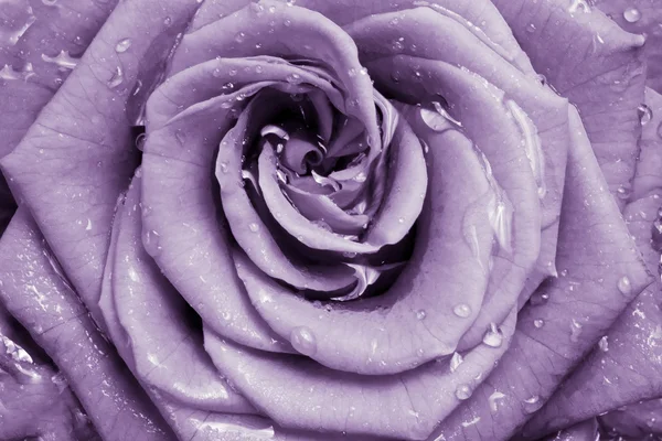 Violet rose — Stockfoto