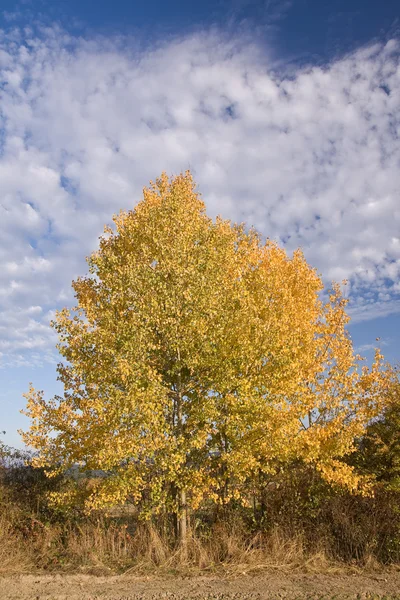 Venku na podzim — Stock fotografie