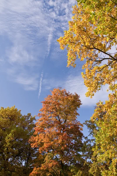 Autumn outdoors — Stock Photo, Image