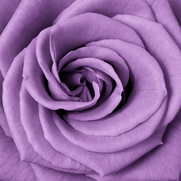 Rosa violeta —  Fotos de Stock