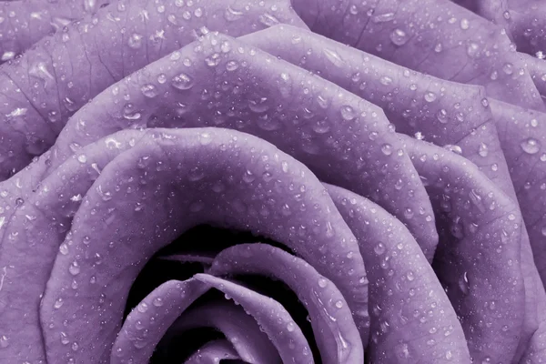 stock image Violet rose