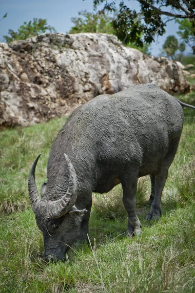 Water buffalo — Stock Photo, Image