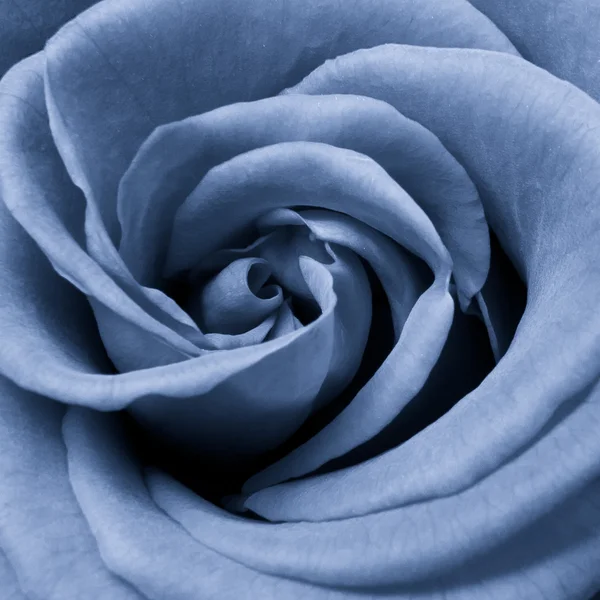 Blue rose — Stock Photo, Image