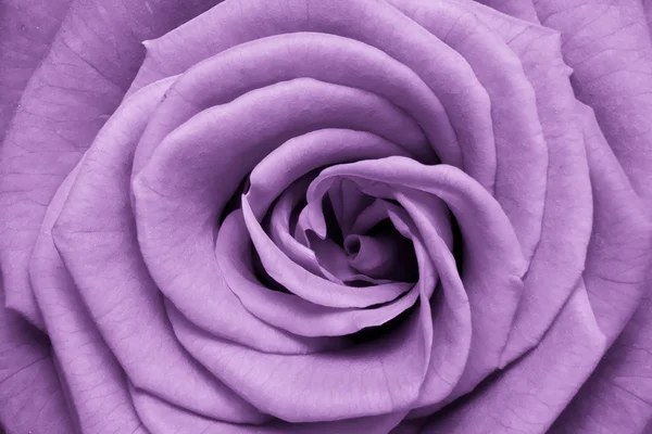 Violet rose — Stock Photo, Image