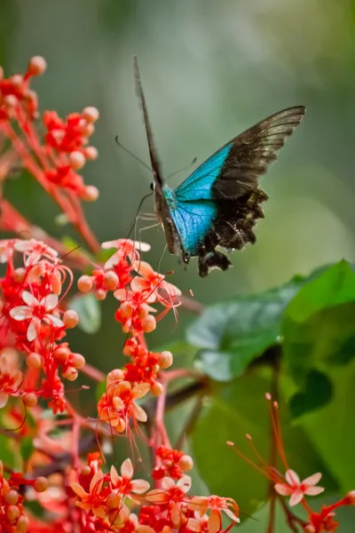 Stock image Tropical butterfly