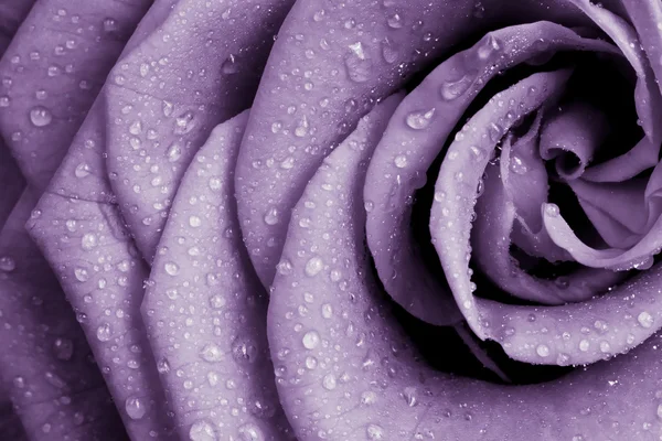 Violetti ruusu — kuvapankkivalokuva