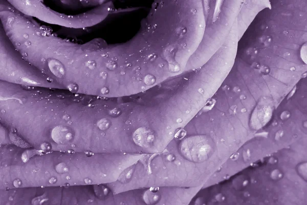 Violet rose — Stock Photo, Image