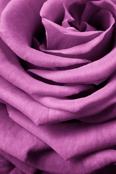 Ροζ τριαντάφυλλο — Φωτογραφία Αρχείου